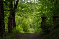 Portal im Wald